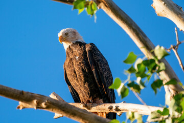 American Bald Eagle perched on branch