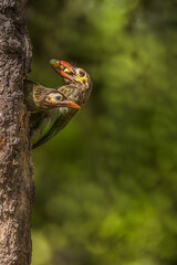 Brown headed Barbet bringing food for her juvenile