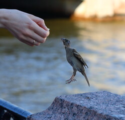 A sparrow in flight reaches for his hand with a piece of bread