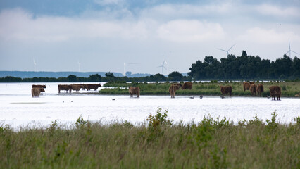 Cows in water in nature reserve Netherlands