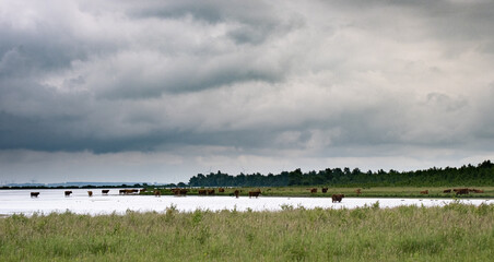 Cows in water in nature reserve with clouds in the Netherlands