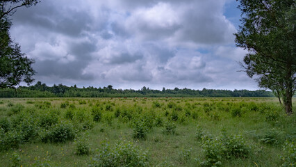 Cows in nature reserve with dramatic clouds