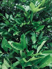 green leaves background