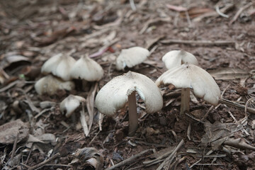 group of Termite mushrooms  that grow on the ground.