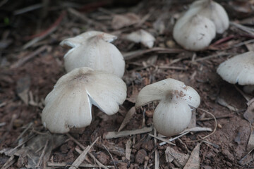 group of Termite mushrooms  that grow on the ground. The mushrooms are het khone