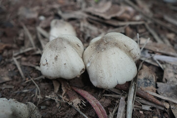 The mushrooms are het khone, Termite mushrooms  that grow on the ground. 