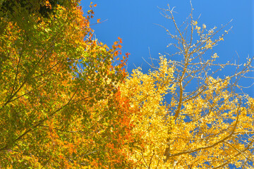 Fototapeta premium 黄色に輝く葉っぱ