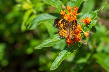 Silvery Checkerspot Butterfly (Chlosyne nycteis) with wings open on an orange flower in selective focus