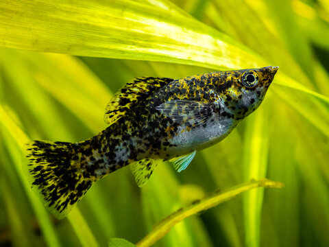 sailfin molly (Poecilia latipinna) in a fish tank with blurred background