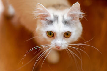 Close-up of a white cat with black spots on its head.