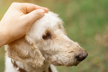 The male hand strokes the head of the dog.