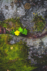 abstract leaf on old stone