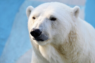 Plakat polar bear portrait