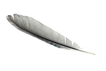 gray feather on a white isolated background
