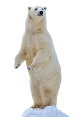 Foto op Canvas ijsbeer geïsoleerd op wit © elizalebedewa