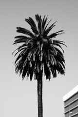 palm tree silhouette