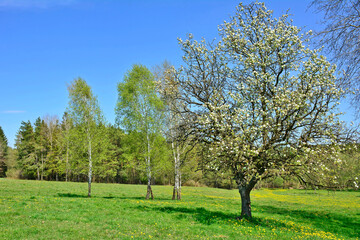 White blooming tree in spring