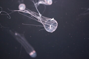 jellyfish under water