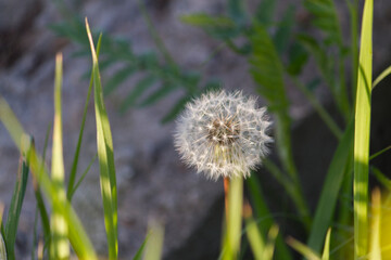 Fluffy dandelion ball close view