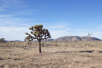 joshua tree national park