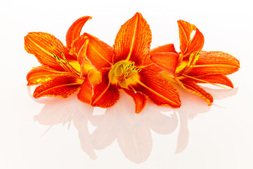 Orange Lily flowers are blooming