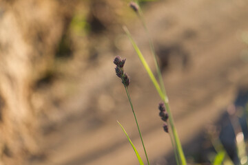 Grass in green summer meadow in light os sun at countrysida