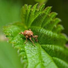 nut weevil (Curculio nucum) in high detail © Petr