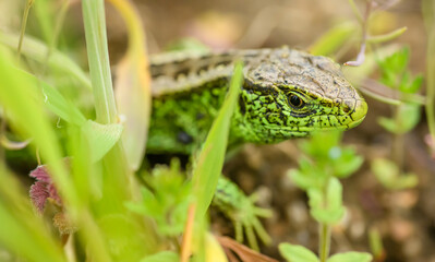 sand lizard (Lacerta agilis) hiding in vegetation