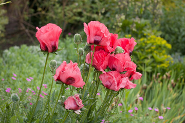 Beautiful deep pink poppies in lush herbaceous flowerbed in summer