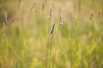 Grass in green summer meadow in light os sun at countrysida