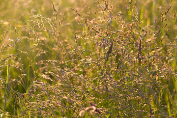 Grass in green summer meadow in light os sun at countrysida