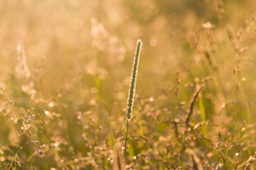Grass in green summer meadow in light os sun at countrysida