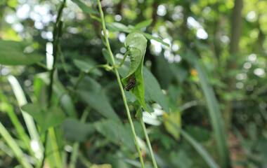 A yellow spider sucks sap from a fly caught in a spider web made by folding a green leaf on a vine