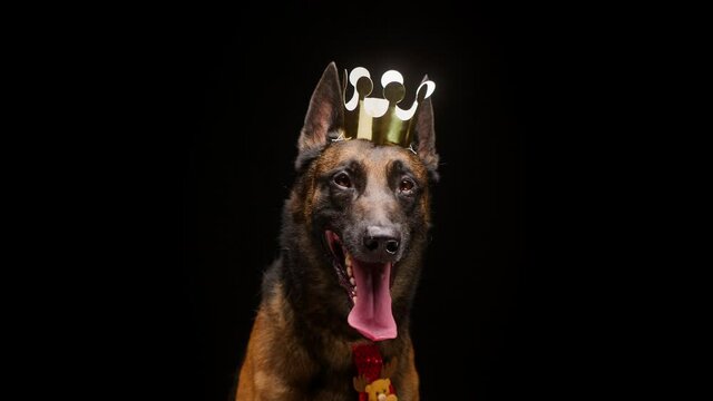 Portrait of brown malinois bard with crown and red collar posing on black background. Close-up of Belgian shepherd puppy breathing with tongue out. Shooting domestic animal dog in costume. 