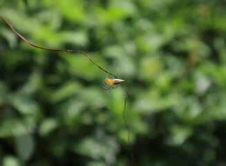 Close up of a yellow, white mixed brown spider on a dead vine