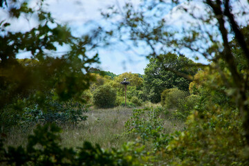 Two storks in a nest in the middle of a large forest