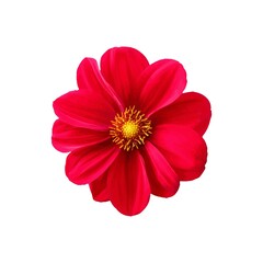red dahlia flower isolated.Top view nature colorful bright pink or red cosmos flowers with yellow pollen patterns blooming isolated on white background with clipping path