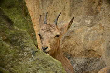 Ziege - Bock