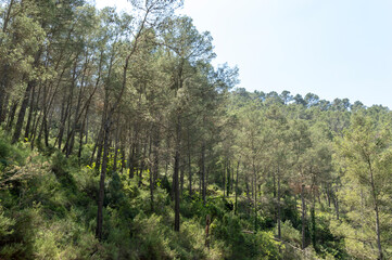 pine forest in high mountains on a sunny day and extreme heat