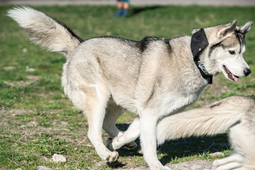 Husky dog playing outdoors with a ball