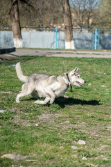 Husky dog playing outdoors with a ball