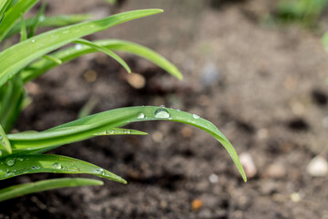 Trawy po deszczu © Lidia