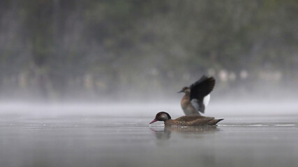 Patos no lago com névoa