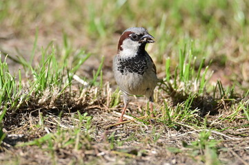 Spatz Futtersuche Sperling