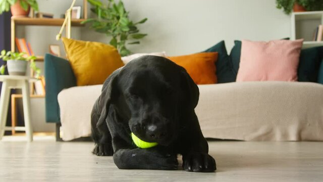 Black labrador wearing green collar lying and catching the ball rolling on floor in living-room. Obedient dark retriever dog breathing with tongue out, relaxing at home. 