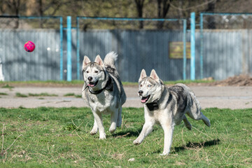 Husky dog playing outdoors with a ball