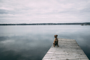 Fototapeta na wymiar Dog by the sea