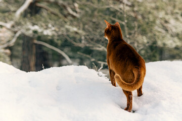 Cat in snow