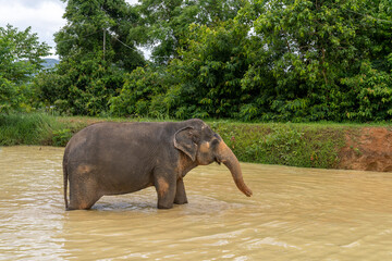 Fototapeta na wymiar Asian elephant bathing and play with mud at Phuket elephant sanctuary 