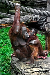 Bornean orangutan female and her kid on the stone. Latin name - Pongo pygmaeus abelii